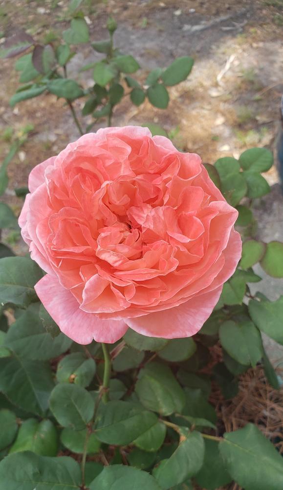 Photo of Rose (Rosa 'Mademoiselle Meilland') uploaded by RubysGarden