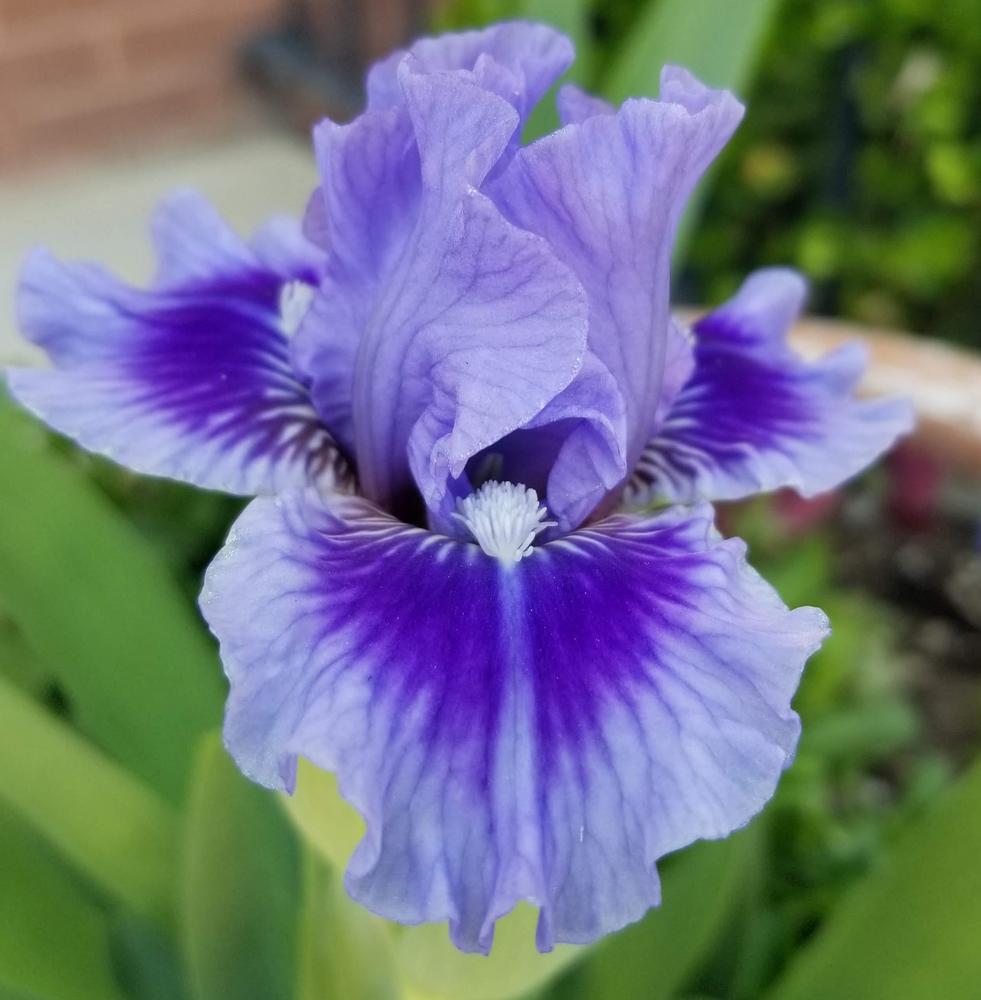 Photo of Standard Dwarf Bearded Iris (Iris 'Demure Princess') uploaded by ldenton9