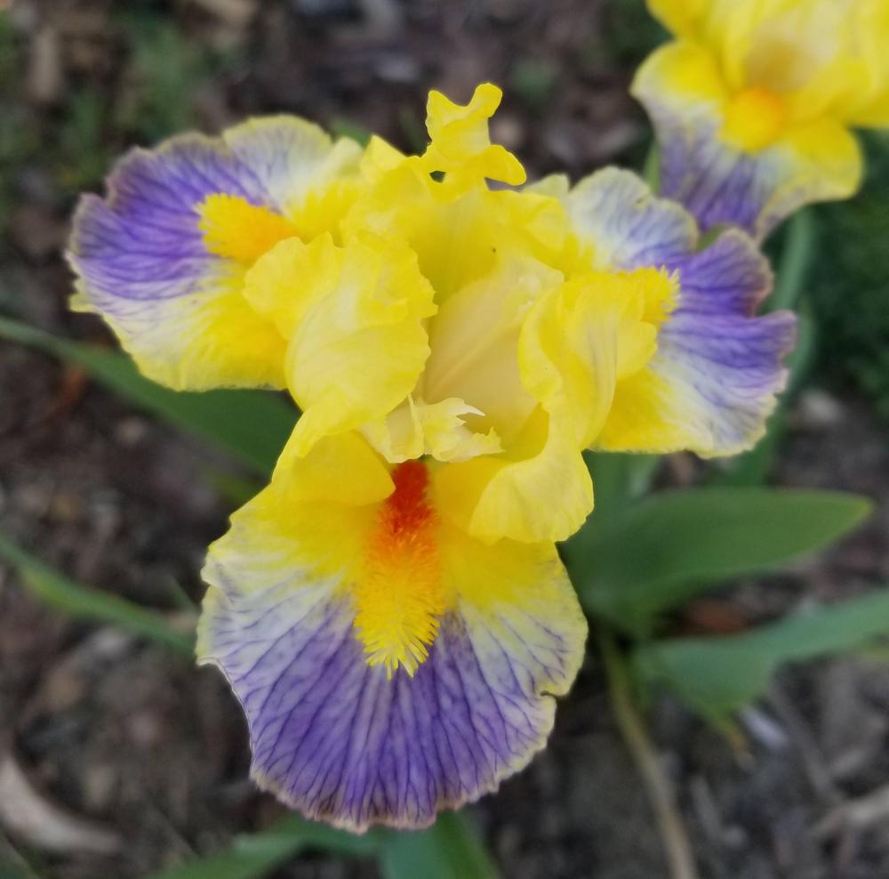 Photo of Standard Dwarf Bearded Iris (Iris 'I'm in Love') uploaded by ldenton9