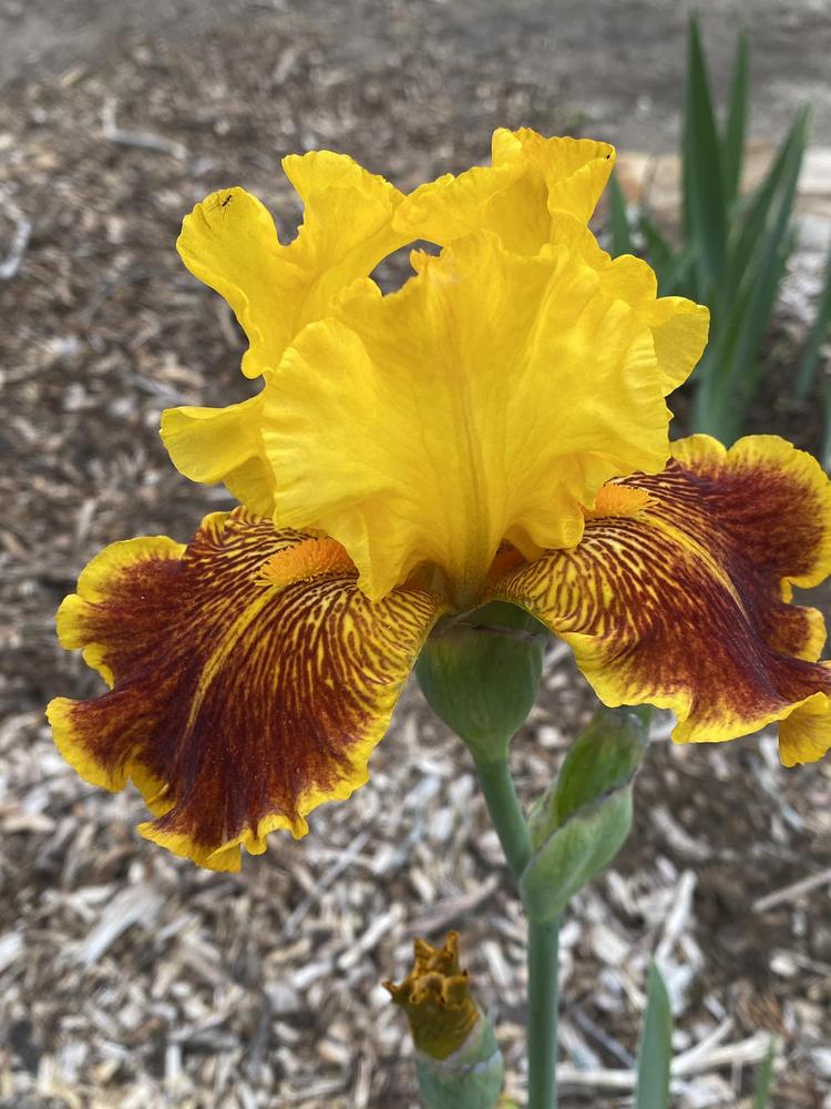 Photo of Tall Bearded Iris (Iris 'Dazzling Gold') uploaded by sagehillbota