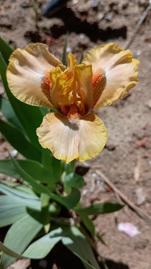 Photo of Standard Dwarf Bearded Iris (Iris 'Before the Dawn') uploaded by scary1785