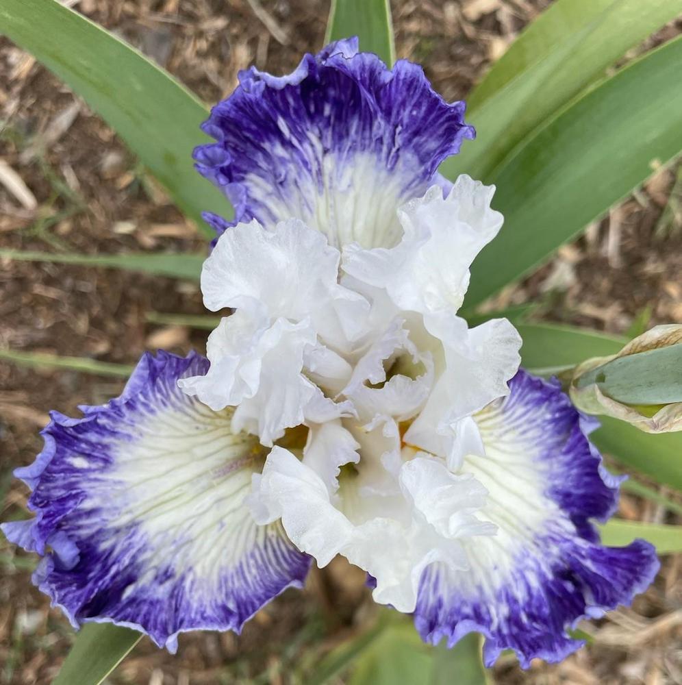 Photo of Tall Bearded Iris (Iris 'Gypsy Lord') uploaded by Bloomerrang