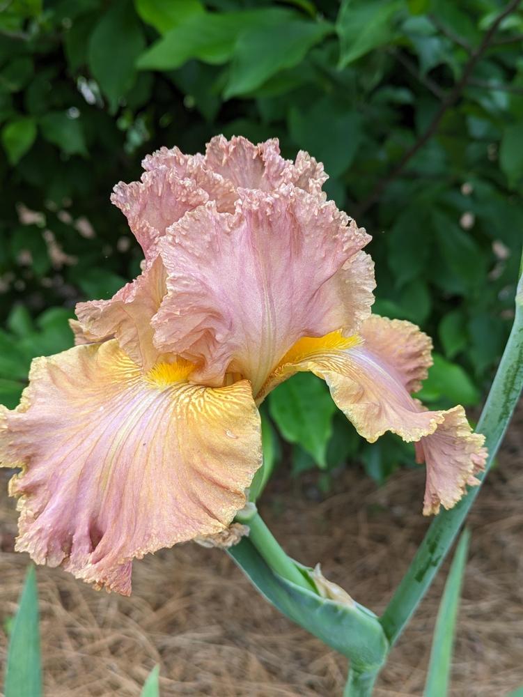 Photo of Tall Bearded Iris (Iris 'Old Master') uploaded by DixieSwede