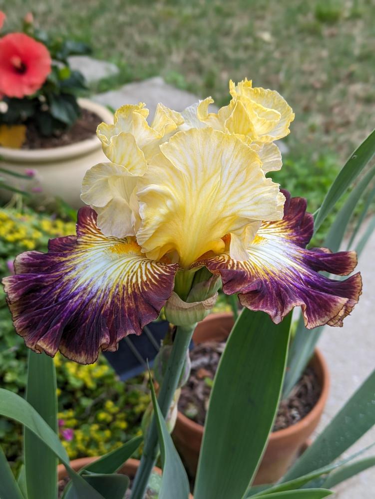 Photo of Tall Bearded Iris (Iris 'Morgan Elizabeth') uploaded by DixieSwede