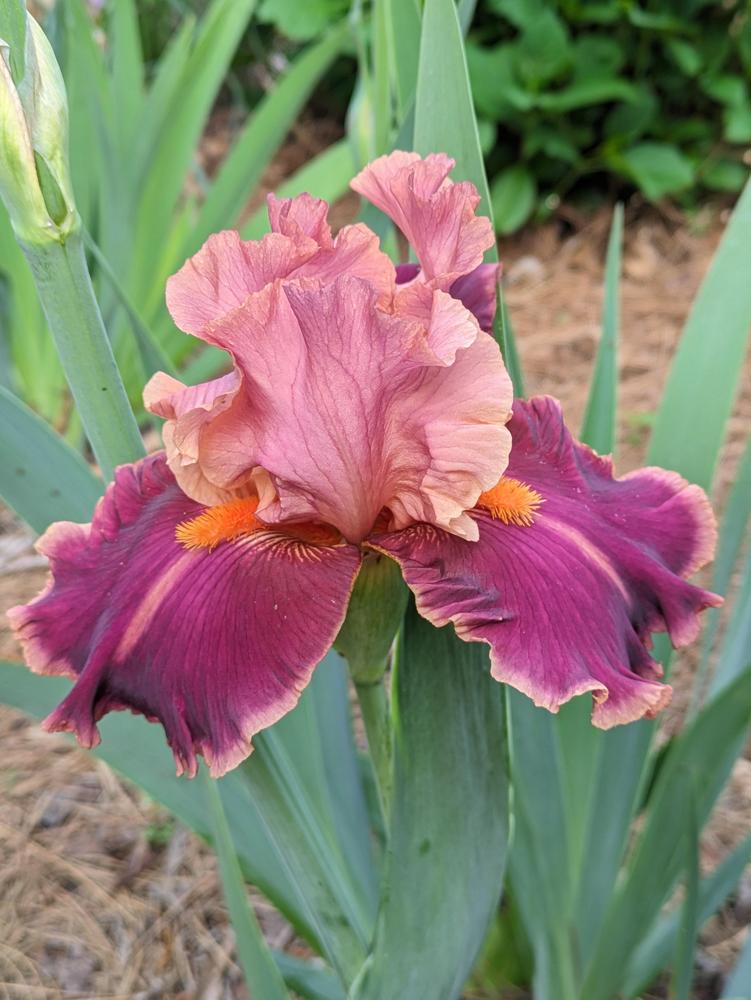Photo of Tall Bearded Iris (Iris 'Impressionist') uploaded by DixieSwede