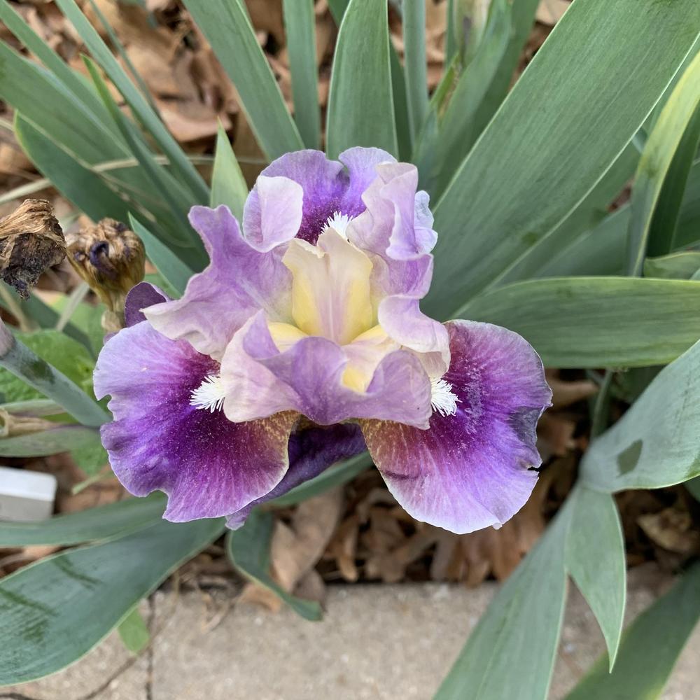 Photo of Intermediate Bearded Iris (Iris 'Moonglade') uploaded by Dodecatheon3