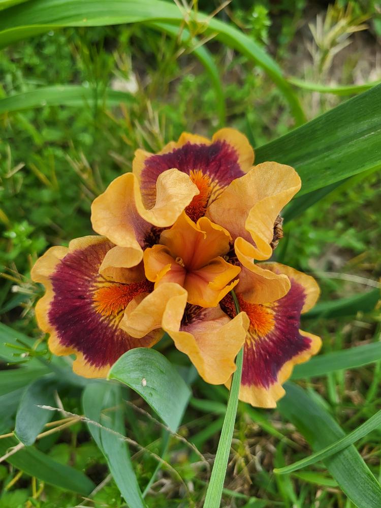 Photo of Standard Dwarf Bearded Iris (Iris 'Pumpkins') uploaded by IrisLily