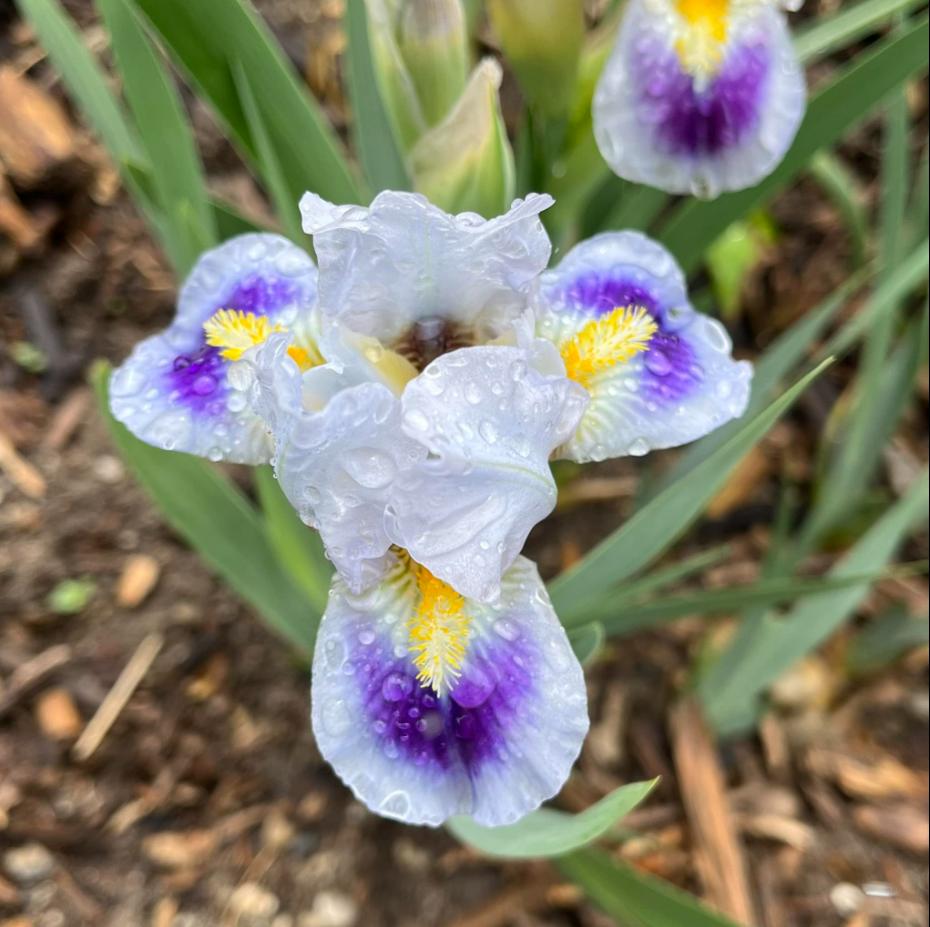Photo of Standard Dwarf Bearded Iris (Iris 'Crystal Carpet') uploaded by MaryDurtschi