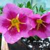Million Bells (Calibrachoa TikTok® Rose) young plant