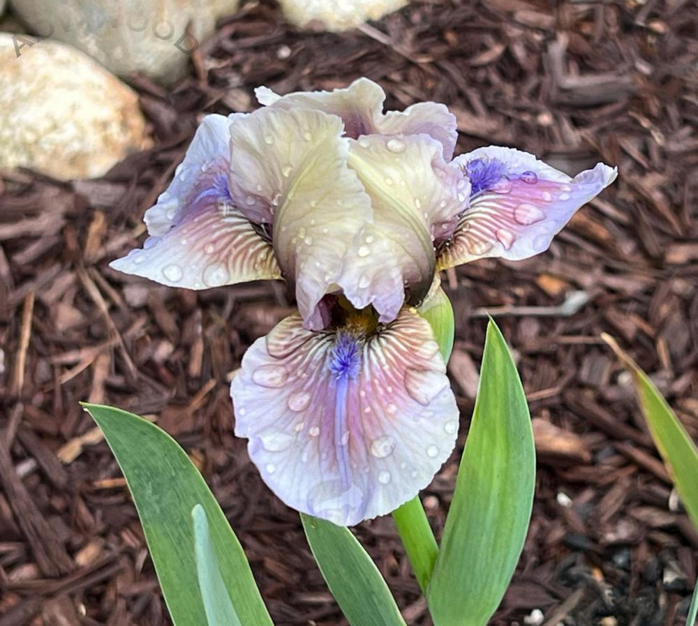 Photo of Intermediate Bearded Iris (Iris 'Rikki Tiki') uploaded by ADWWood
