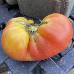 Location: Sioux Falls, South Dakota
Date: Summer 2022
Suzy's Beauty Tomato - CElisabeth