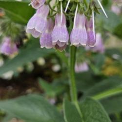 Location: Southern Pines, NC (Alleyway between Pennsylvania and New Hampshire avenues)
Date: April 26, 2024
Common Comfrey # 262 nn; LHB page 836, 174-11-1, "Greek for 'grow