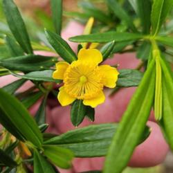 Location: Southern Pines, NC (Boyd House garden)
Date: April 26, 2024
Shrubby Saint John's wort; RAB page 712, 126-1-8. AG page 92, 18-