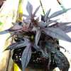 Sweet Potato Vine Ipomoea batatas FloraMia Black, young plant, de