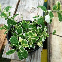 Location: Eagle Bay, New York
Date: 2024-04-28
Pineapple Mint (Mentha suaveolens 'Variegata') - young plant, sui