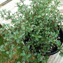 Location: Eagle Bay, New York
Date: 2024-04-28
Thyme (Thymus vulgaris 'Argenteus' aka ‘Silver Edge’) young p