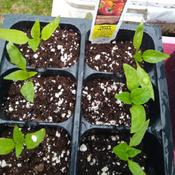 Sweet Pepper (Capsicum annuum 'Lunchbox Mix')  seedlings