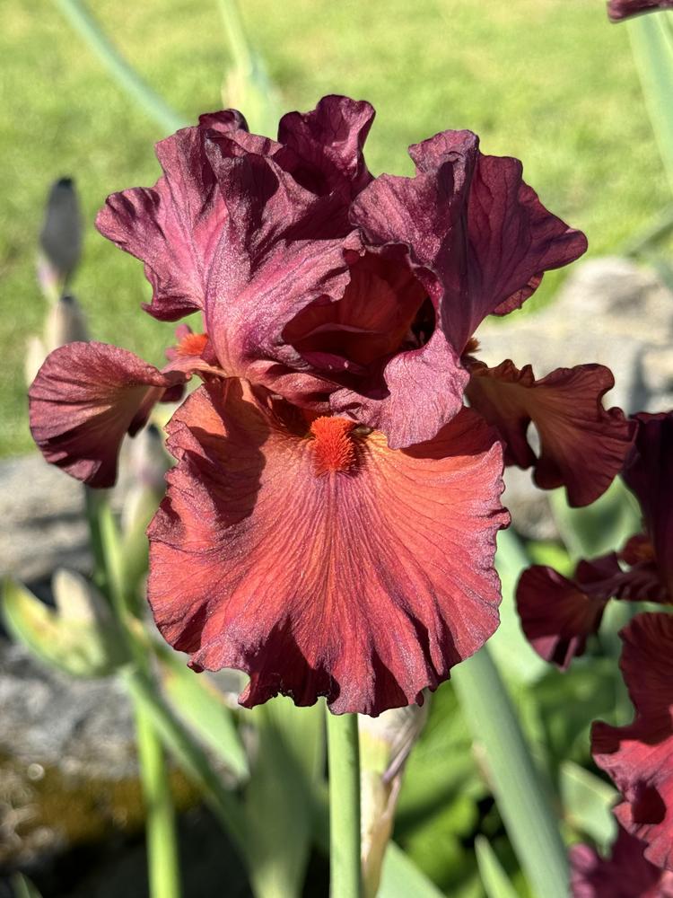 Photo of Tall Bearded Iris (Iris 'Catch the Fever') uploaded by Neela