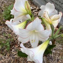Location: Ard Field Cemetery 
Date: 2024-04-20
I ordered these Lilies from Holland several years ago!  First tim