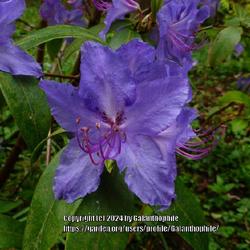 Location: Howick Hall gardens, Northumberland, England UK 
Date: 2024-04-29
Rhododendron augustinii 'Electra'