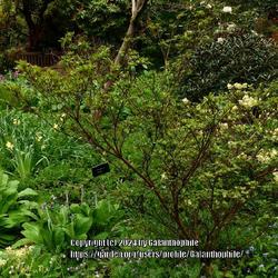 Location: Howick Hall gardens, Northumberland, England UK 
Date: 2024-04-29
Rhododendron 'Palestrina'