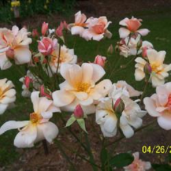 Location: My garden in northeast Texas
Date: 2024-04-26
Beautiful cluster of blooms