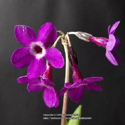 Location: Stanton Hall gardens, Northumberland, England UK 
Date: 2024-05-02
Primula chionantha