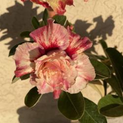 Location: My garden in Tampa, Florida
Date: 2024-05-02
My lovely grafted desert rose.