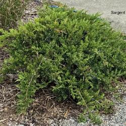 Location: Clinton, Michigan 49236
Date: 2024-05-03
Juniperus chinensis var. sargentii 24W18 Sargent Juniper Y1- (Asi