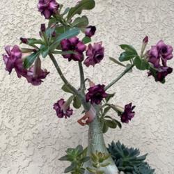 Location: My garden in Tampa, Florida
Date: 2024-05-04
My grafted desert rose, two-tone purple