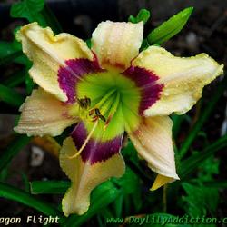 Location: Wharton, TX     ( Zone 9a - In my backyard - mid morning photo, May 3, 2024 )
Date: May 3, 2024 (11:00am CST)
Dragon Flight in Bloom