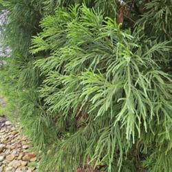 Location: Pinehurst Arboretum Pinehurst, North Carolina
Date: May 6, 2024
Japanese cedar #184 nn; LHB p. 118, 17-4-1, "Greek for 'hidden' a