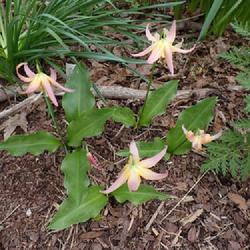 Location: My garden in Ontario, Canada
Date: 2024-05-04
Flower colour changes as they mature