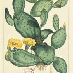 
Date: c. 1809
illustration from 'Figures of beautiful, useful, and uncommon pla