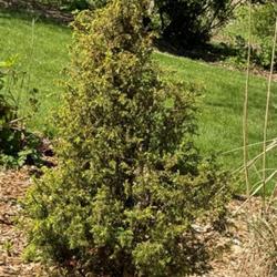 Location: Clinton, Michigan 49236
Date: 2024-05-08
Juniperus communis 'Gold Cone' 24W19 Common Juniper G4- (Kordes N