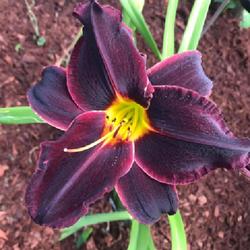 Location: My home garden, Zone 8, Northwest Virginia Beach, Virginia 
Date: Spring 2023
My Purple Heart 💜