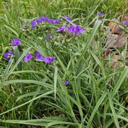 Location: Aberdeen, NC (my garden 2024)
Date: May 10, 2024
Spiderwort # 579; RAB p. 271, 38-3-4; AG p. 539, 120-2,  "Named f