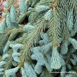 Location: Clinton, Michigan 49236
Date: 2024-05-09
Picea engelmannii 'Bush’s Lace' 24W19 Engelmann Spruce U1- (Dic