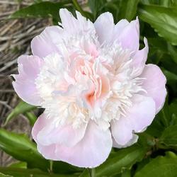 Location: southeast Nebraska 
Date: 2024-05-09
From A and D Peonies, who called it Neomie DeMay (sic)