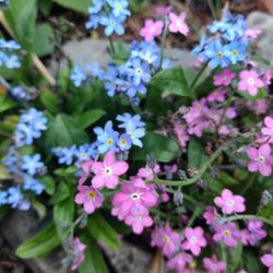 Location: Zone 6b/7a.
Date: 2024-05-09
Blue and pink forget me not plants side-by-side