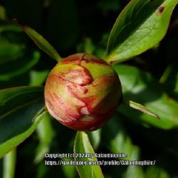 Location: My garden, Tyne and Wear, England UK 
Date: 2024-05-11
Paeonia lactiflora 'Lady Alexandra Duff'