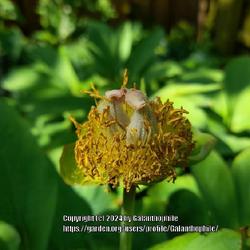Location: My garden, Tyne and Wear, England UK 
Date: 2024-05-13
Paeonia daurica subsp. mlokosewitschii