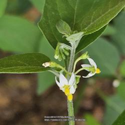 Location: Southern Pines, NC (Southeast Broad street)
Date: May 13, 2024
European Black Nightshade # 581; RAB page 922, 165-5-10; AG page 